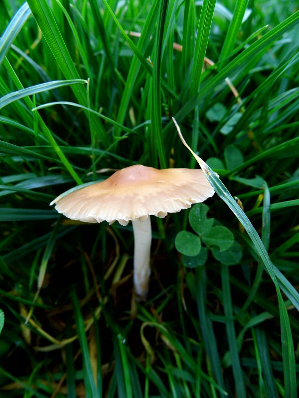 tanečnica poľná Marasmius oreades (Bolton) Fr.