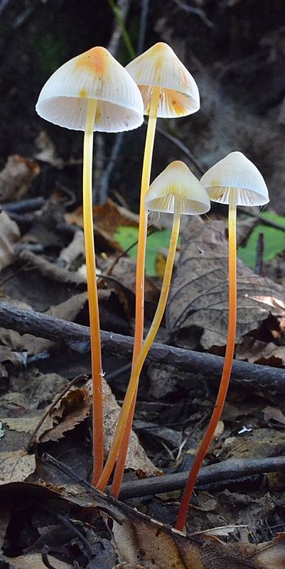 prilbička šafranová Mycena crocata (Schrad.) P. Kumm.