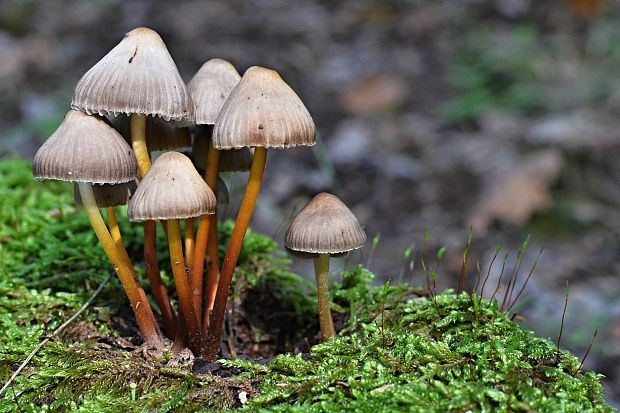 prilbička naklonená Mycena inclinata (Fr.) Quél.