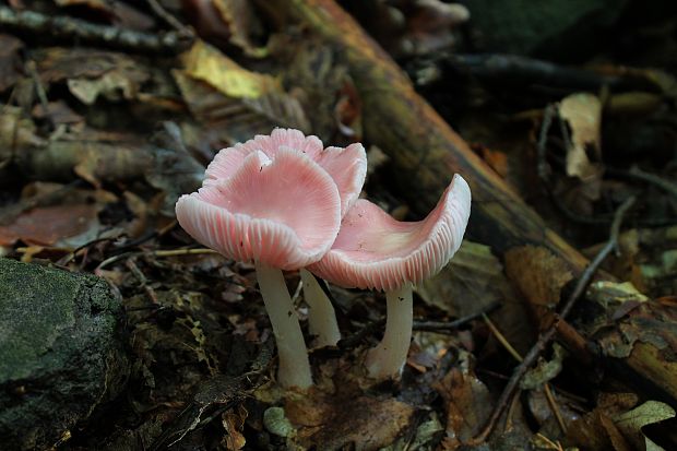 prilbička ružovkastá Mycena rosea Gramberg