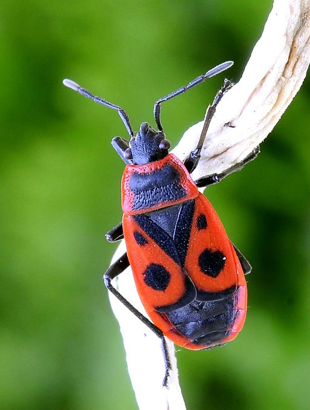 cifruša bezkrídla Pyrrhocoris apterus