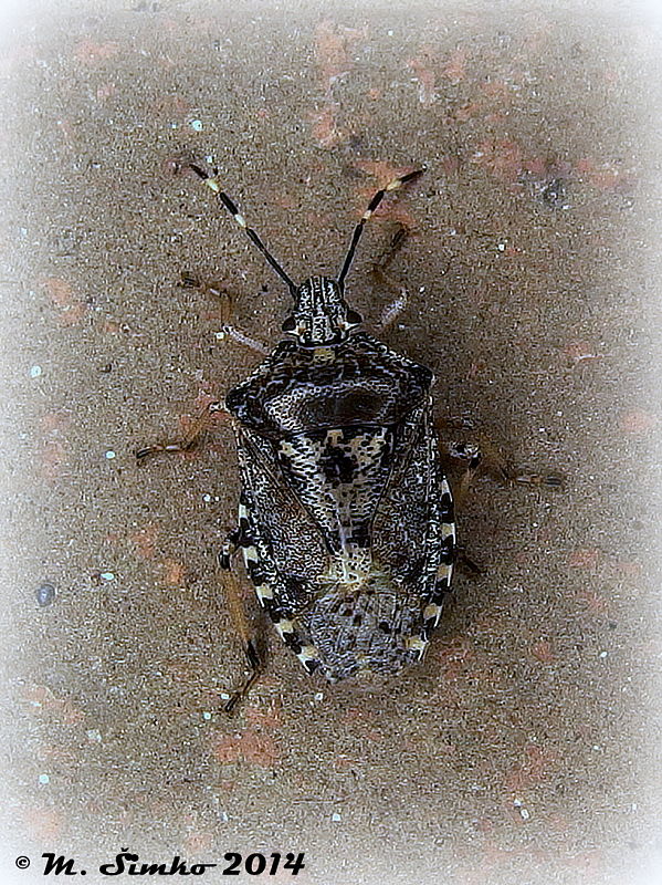 bzdocha sivastá Rhaphigaster nebulosa