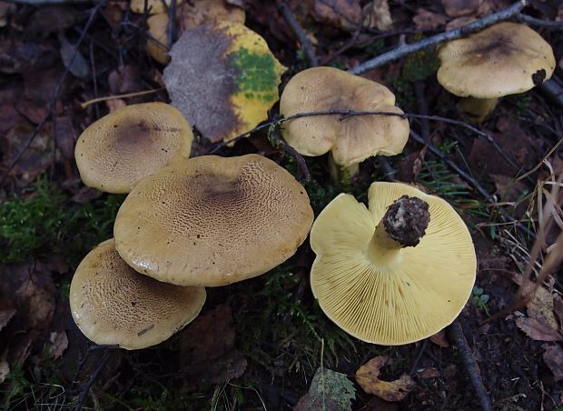 čírovka osiková Tricholoma frondosae Kalamees & Shchukin