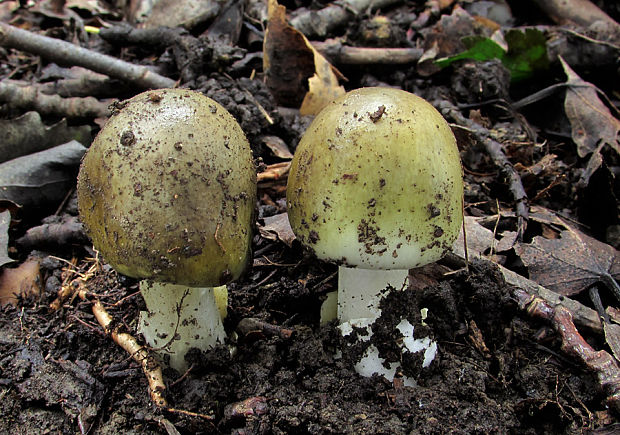 muchotrávka zelená Amanita phalloides (Vaill. ex Fr.) Link