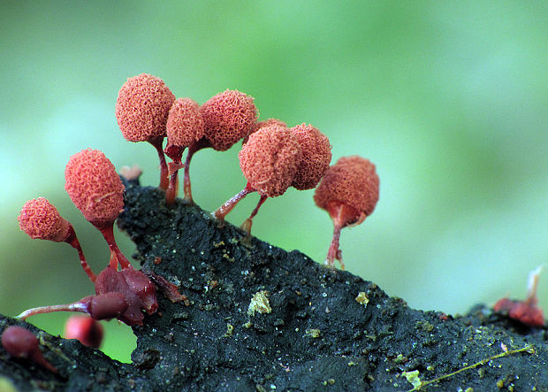 mištička Arcyria sp.