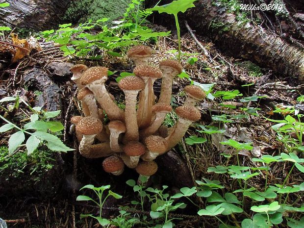 podpňovka tmavá Armillaria ostoyae (Romagn.) Herink