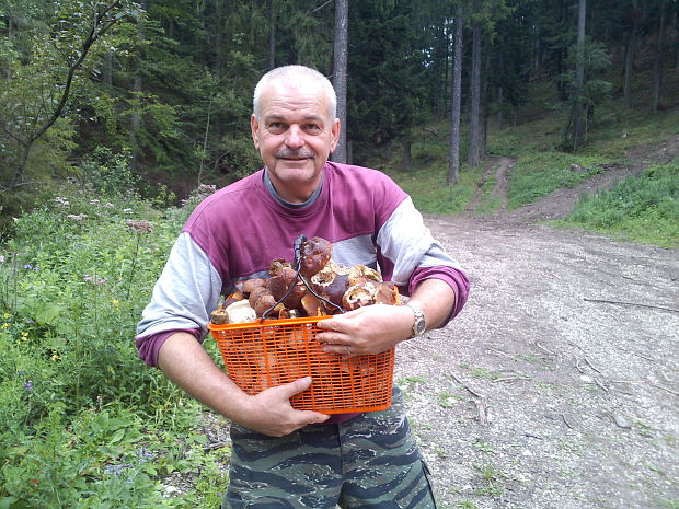 hríb smrekový Boletus edulis Bull.