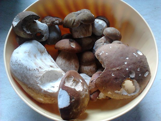 hríb dubový Boletus reticulatus Schaeff.