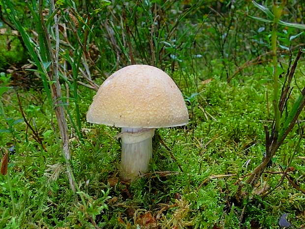 pavučinovec inovaťový Cortinarius caperatus (Pers.) Fr.