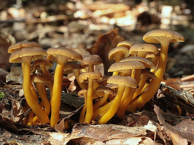 kuriatko lievikovité Craterellus tubaeformis (Fr.) Quél.