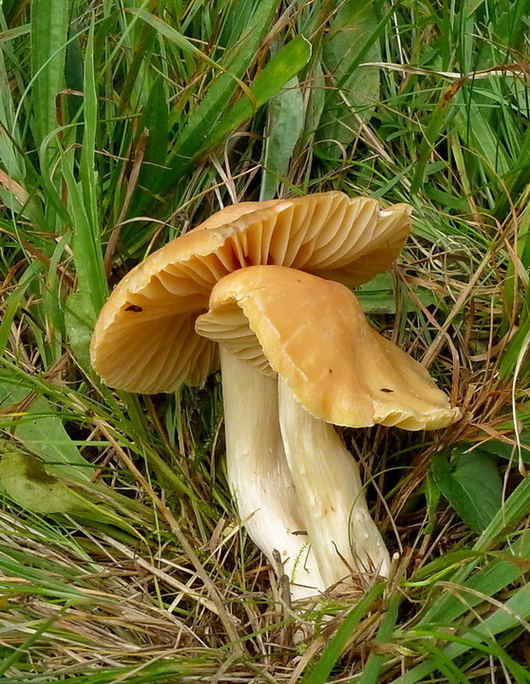 lúčnica statná Cuphophyllus pratensis (Fr.) Bon