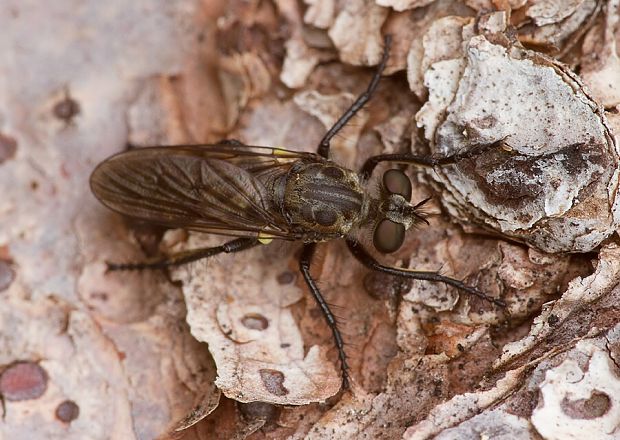 muchárka Cyrtopogon lateralis