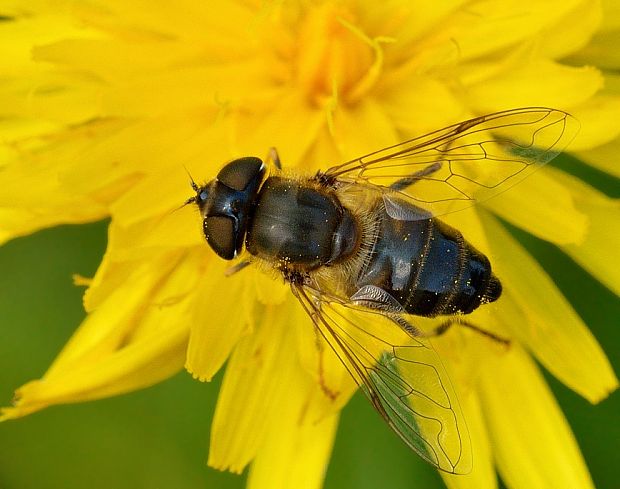 pestrica Eristalis tenax