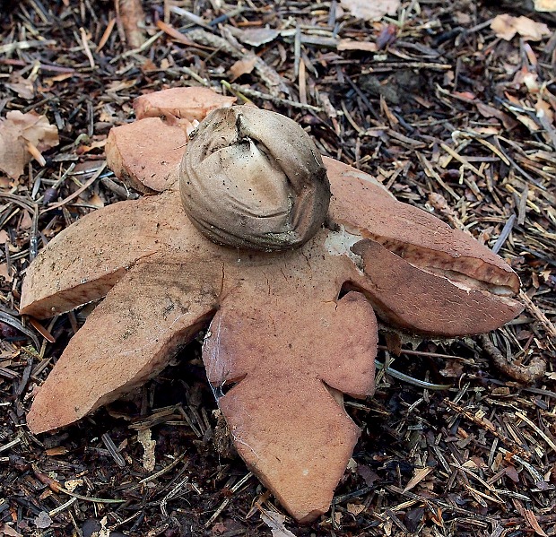 hviezdovka červenkastá Geastrum rufescens Pers.