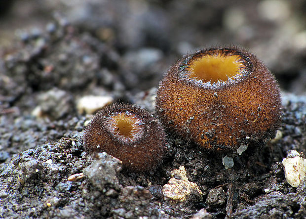 humária  Humaria aurantia (Clem.) Häffner, Benkert & Krisai