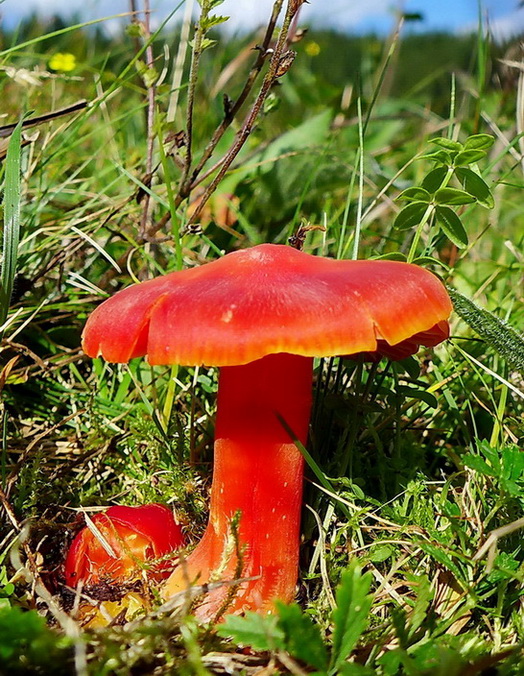 lúčnica granátovočervená Hygrocybe punicea (Fr.) P. Kumm.