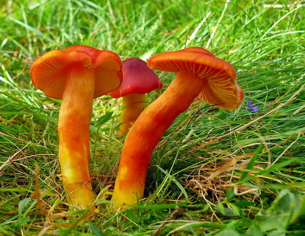 lúčnica granátovočervená Hygrocybe punicea (Fr.) P. Kumm.