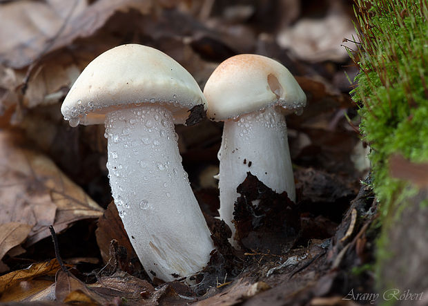 šťavnačka plávkovitá Hygrophorus russula (Schaeff.) Kauffman