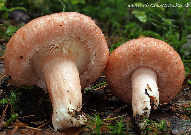 rýdzik kravský Lactarius torminosus (Schaeff.) Gray