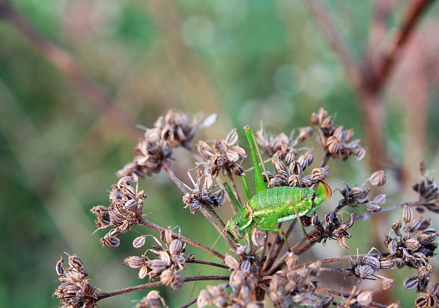 kobylka bielopása Leptophyes albovittata