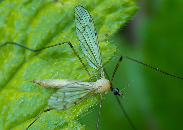 bahniarka Limonia tripunctata