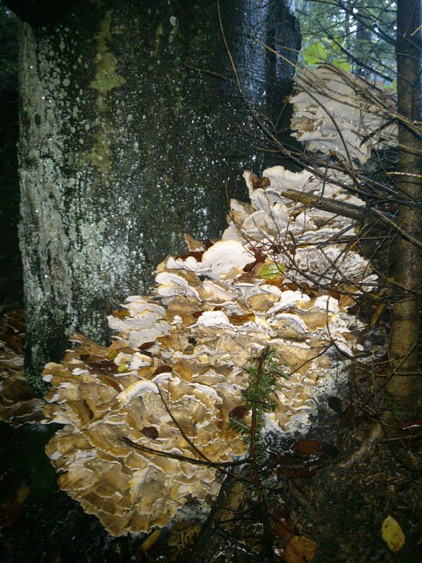 vejárovec obrovský Meripilus giganteus (Pers.) P. Karst.