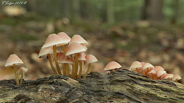 prilbička žltohlúbiková Mycena renati Quél.