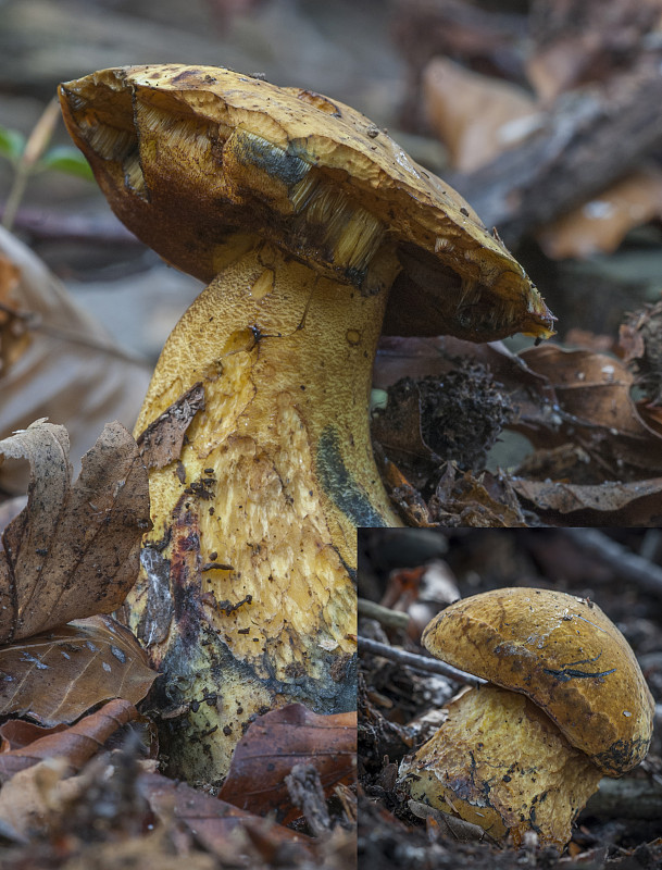 hríb zrnitohlúbikový odfarbený ?? Neoboletus xanthopus (Quél.) Krieglst.