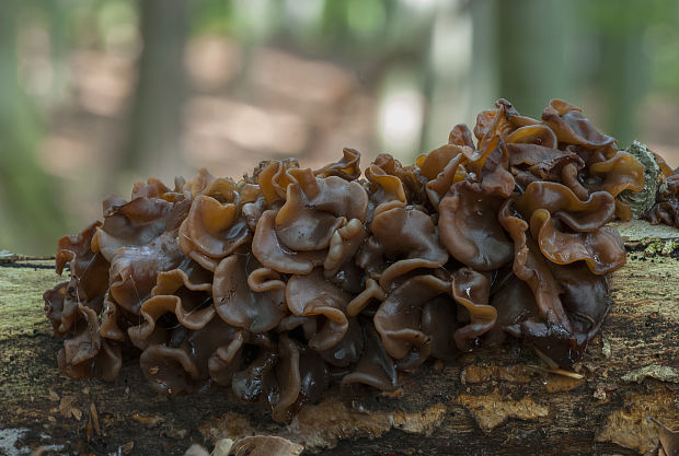 rôsolovka Phaeotremella frondosa (Fr.) Spirin & V. Malysheva