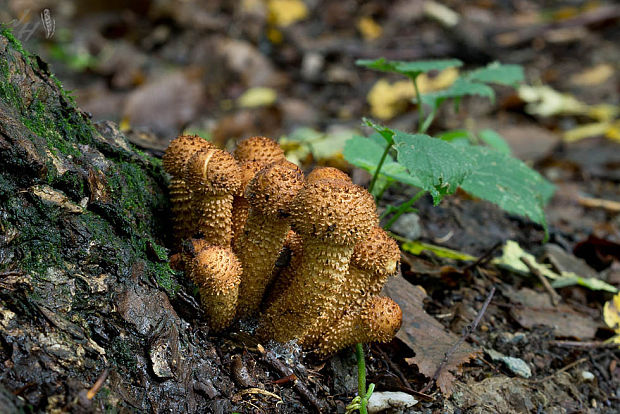 šupinovka šupinatá Pholiota squarrosa (Vahl) P. Kumm.