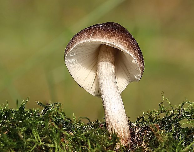 štítovka Pluteus sp.