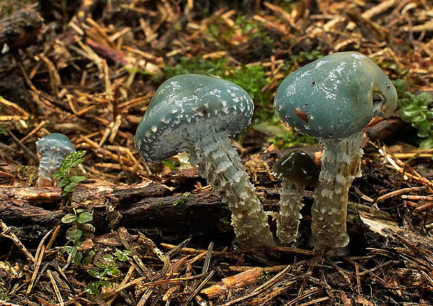 golierovka zelenkastá Stropharia aeruginosa (Curtis) Quél.