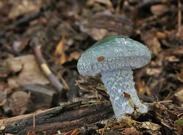 golierovka Stropharia sp.