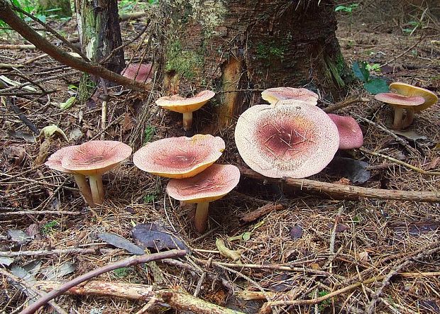 čírovec červenožltý Tricholomopsis rutilans (Schaeff.) Singer