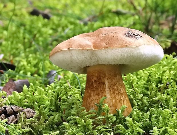 podhríb žlčový Tylopilus felleus (Bull.) P. Karst.