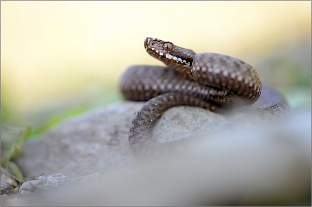 vretenica severná Vipera berus