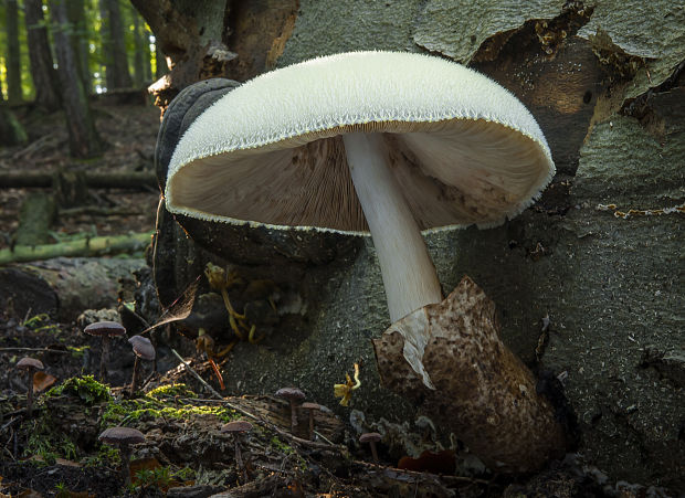 pošvovec stromový Volvariella bombycina (Schaeff.) Singer