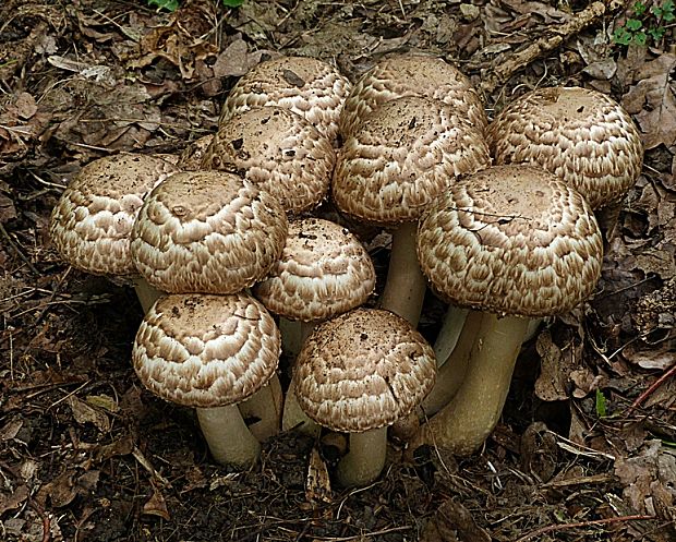 pečiarka trsovitá Agaricus bohusii Bon