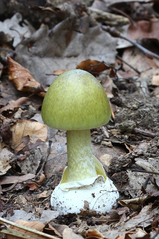 muchotrávka zelená Amanita phalloides (Vaill. ex Fr.) Link