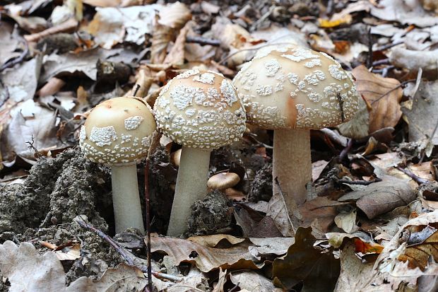 muchotrávka červenkastá Amanita rubescens Pers.