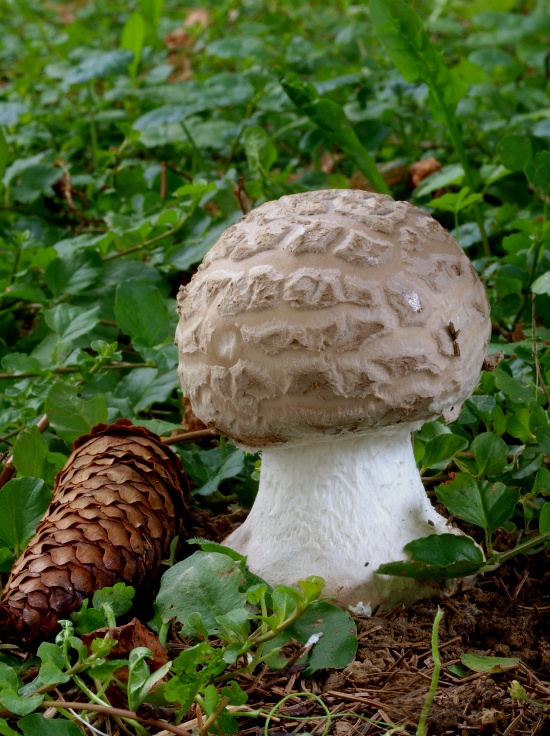 muchotrávka šiškovitá Amanita strobiliformis Gonn. & Rabenh.