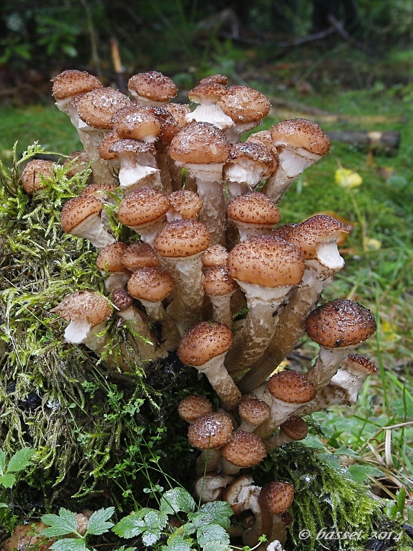 podpňovka tmavá Armillaria ostoyae (Romagn.) Herink