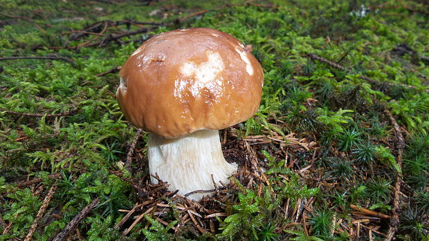 hríb smrekový Boletus edulis Bull.