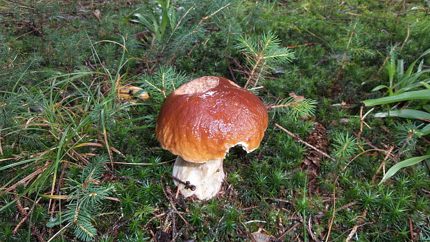 hríb smrekový Boletus edulis Bull.