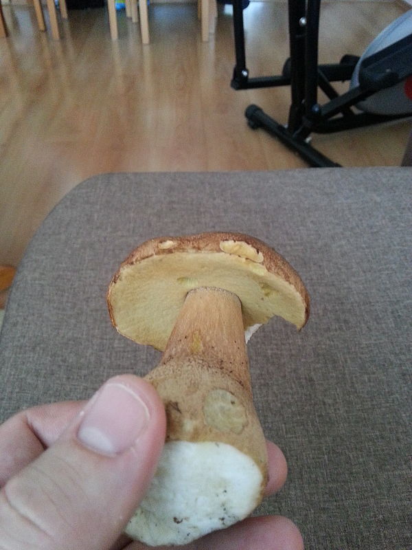 hríb dubový Boletus reticulatus Schaeff.