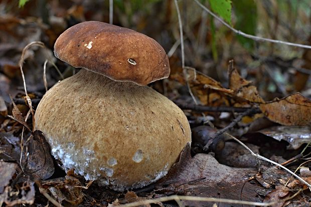 hríb dubový Boletus reticulatus Schaeff.