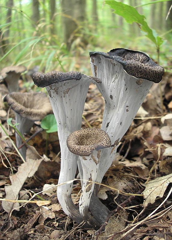 lievik trúbkovitý Craterellus cornucopioides (L.) Pers.