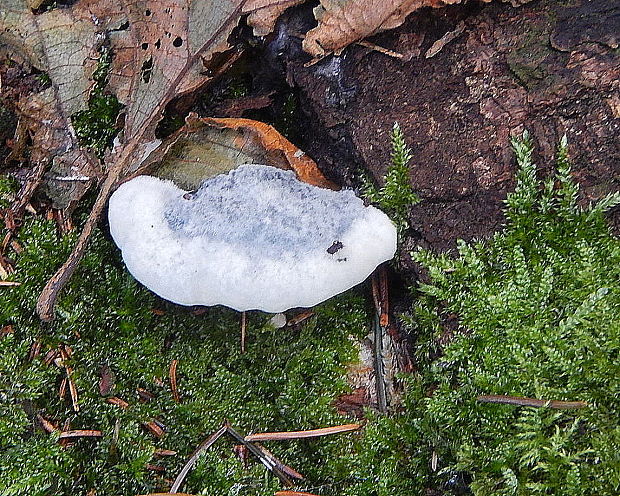 šťavnatec modrastý Cyanosporus caesius (Schrad.) McGinty