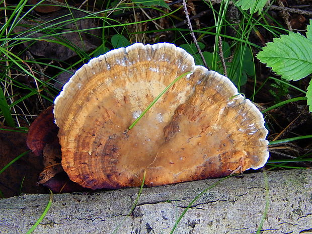 sieťkovček Daedaleopsis tricolor (Bull.) Bondartsev & Singer