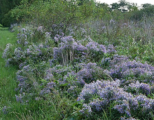 hviezdovec bodkovaný Galatella punctata (Waldst. et Kit.) Nees